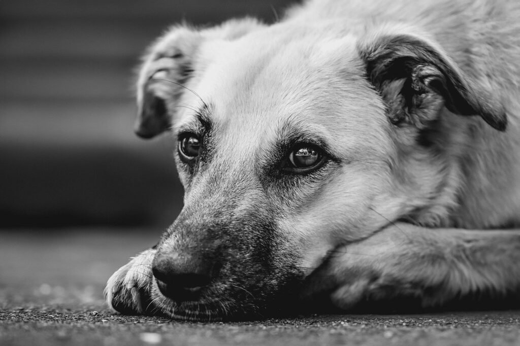 Report Barking Dogs – A site to report barking dogs that disturb the ...